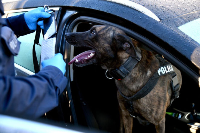 Policja rozbiła grupę handlującą narkotykami. Zatrzymano 12 osób