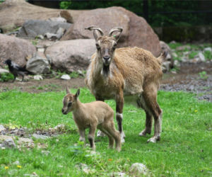 Te maluchy przyszły na świat w warszawskim ZOO w 2025 roku
