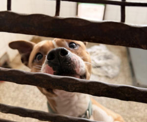 Siarczysty mróz zagraża zwierzętom! Krakowskie schronisko pilnie szuka domów tymczasowych