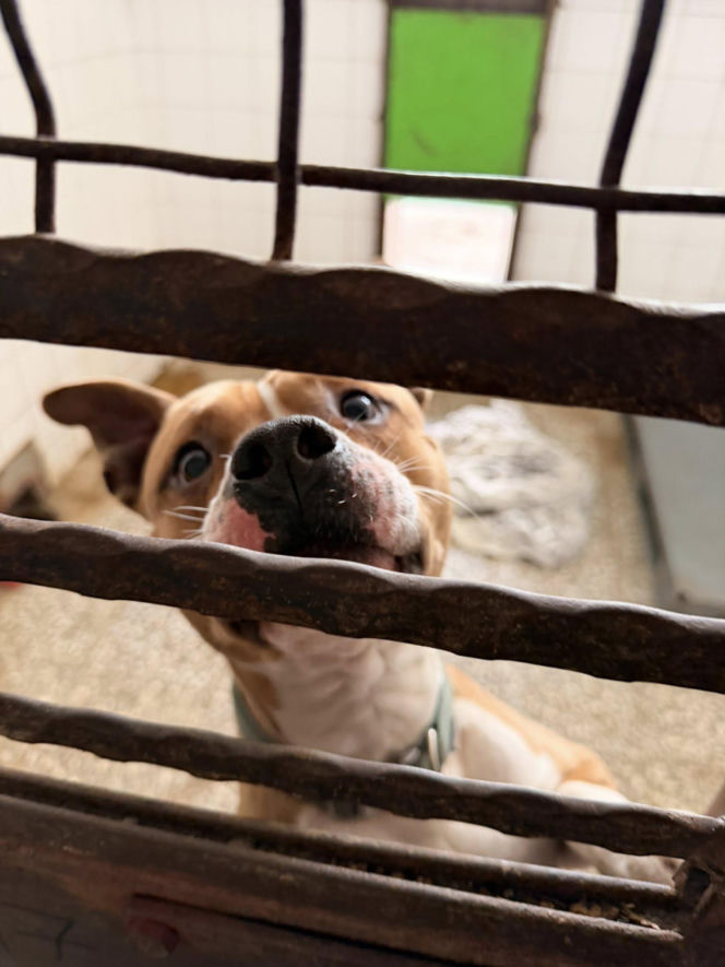 Siarczysty mróz zagraża zwierzętom! Krakowskie schronisko pilnie szuka domów tymczasowych