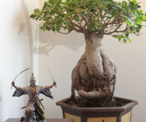 Bonsai: karłowe drzewa w mieszkaniu