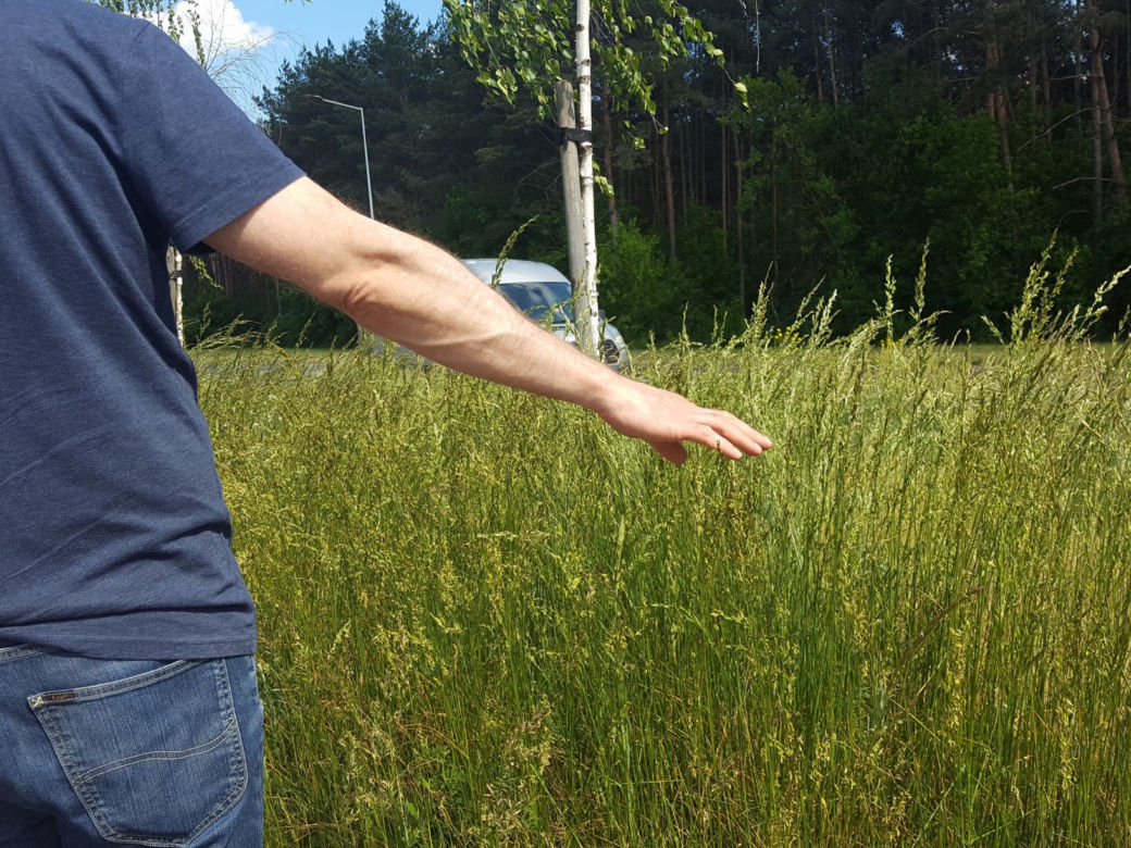 Tak wysokich chwastów przy drogach w Lesznie dawno nie oglądaliśmy