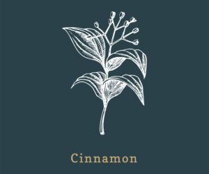 Cynamon