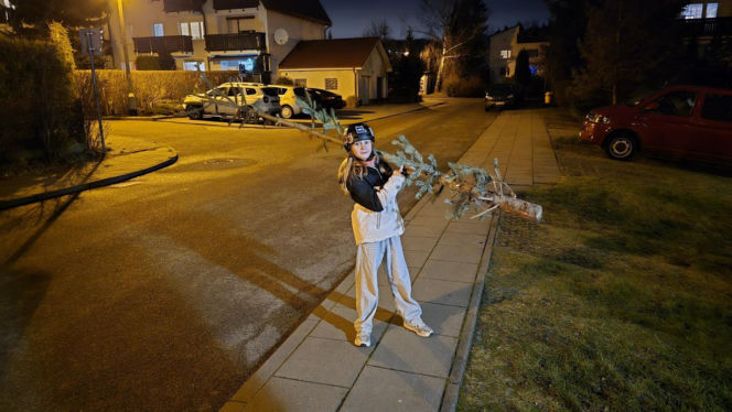 Nietypowa świąteczna tradycja. Co roku wybierają najbrzydsze drzewko w sklepie!