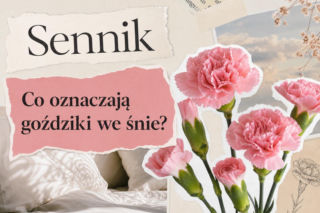 Goździki we śnie - znaczenie snu. Uczucia, relacje i najczęstsze interpretacje