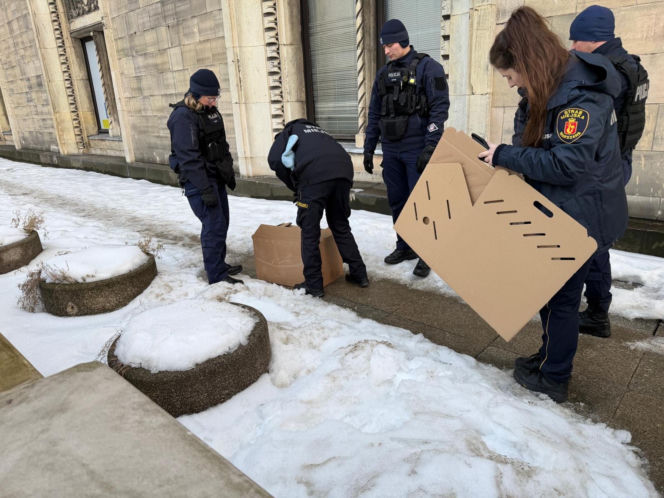 Nie żyje Giga - samica sokoła wędrownego związana z Pałacem Kultury i Nauki