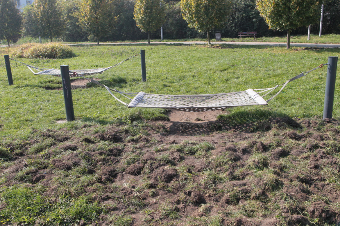 Dzikie harce dzików na Białołęce. Zwierzęta zdemolowały park!