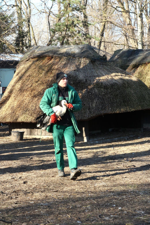 Polskie bociany pojechały do Szwecji