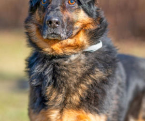 Kaufland wspólnie na rzecz zwierząt