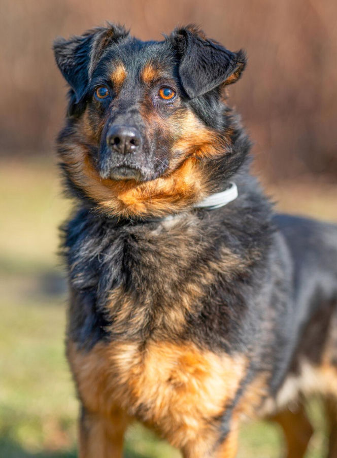 Kaufland wspólnie na rzecz zwierząt