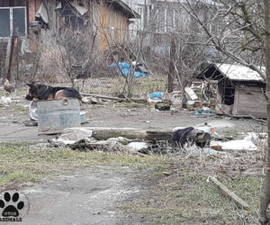 Pies miał łańcuch WROŚNIĘTY W SZYJĘ. Po uwolnieniu od właściciela skakał z radości