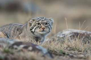 Manul Bożenka uciekł z zoo. Co kryje się za tajemniczym zniknięciem?