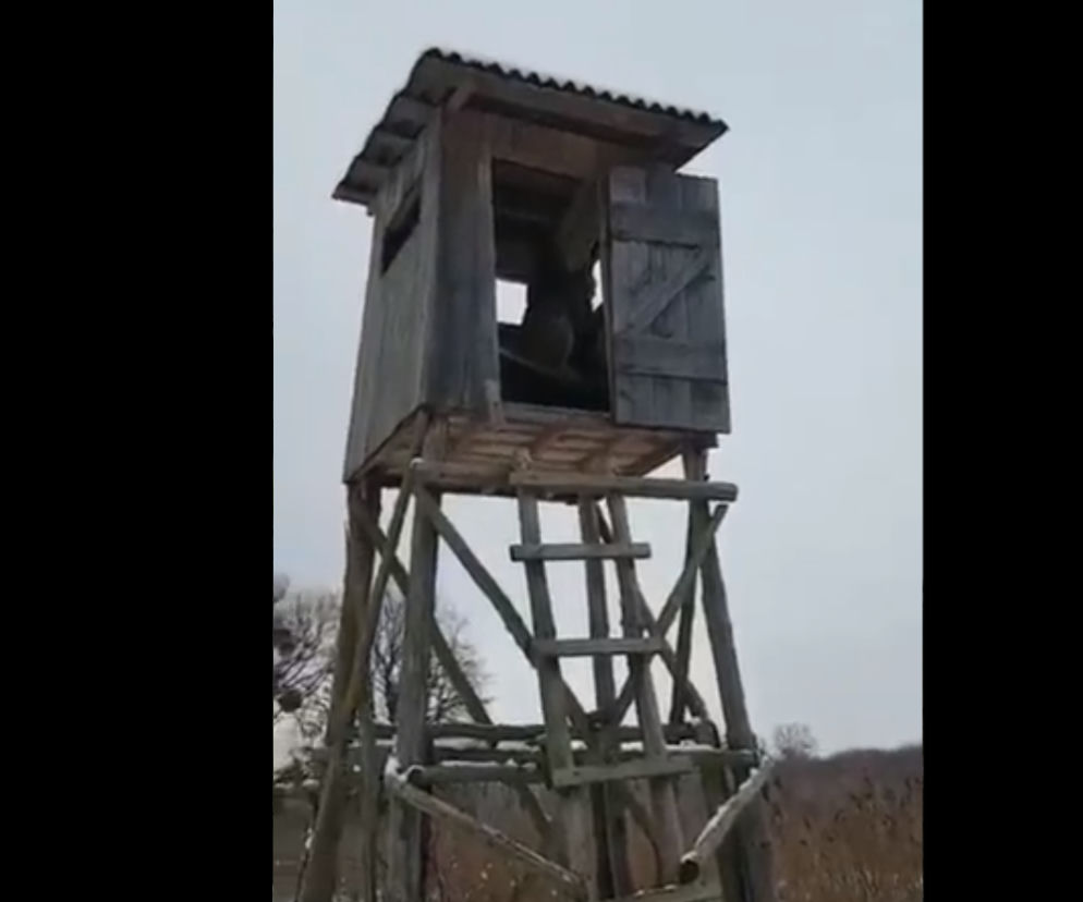 Myśliwy chciał iść na polowanie a tam... RYŚ na AMBONIE MYŚLIWSKIEJ! To nagranie rozbawia DO ŁEZ! [WIDEO] 