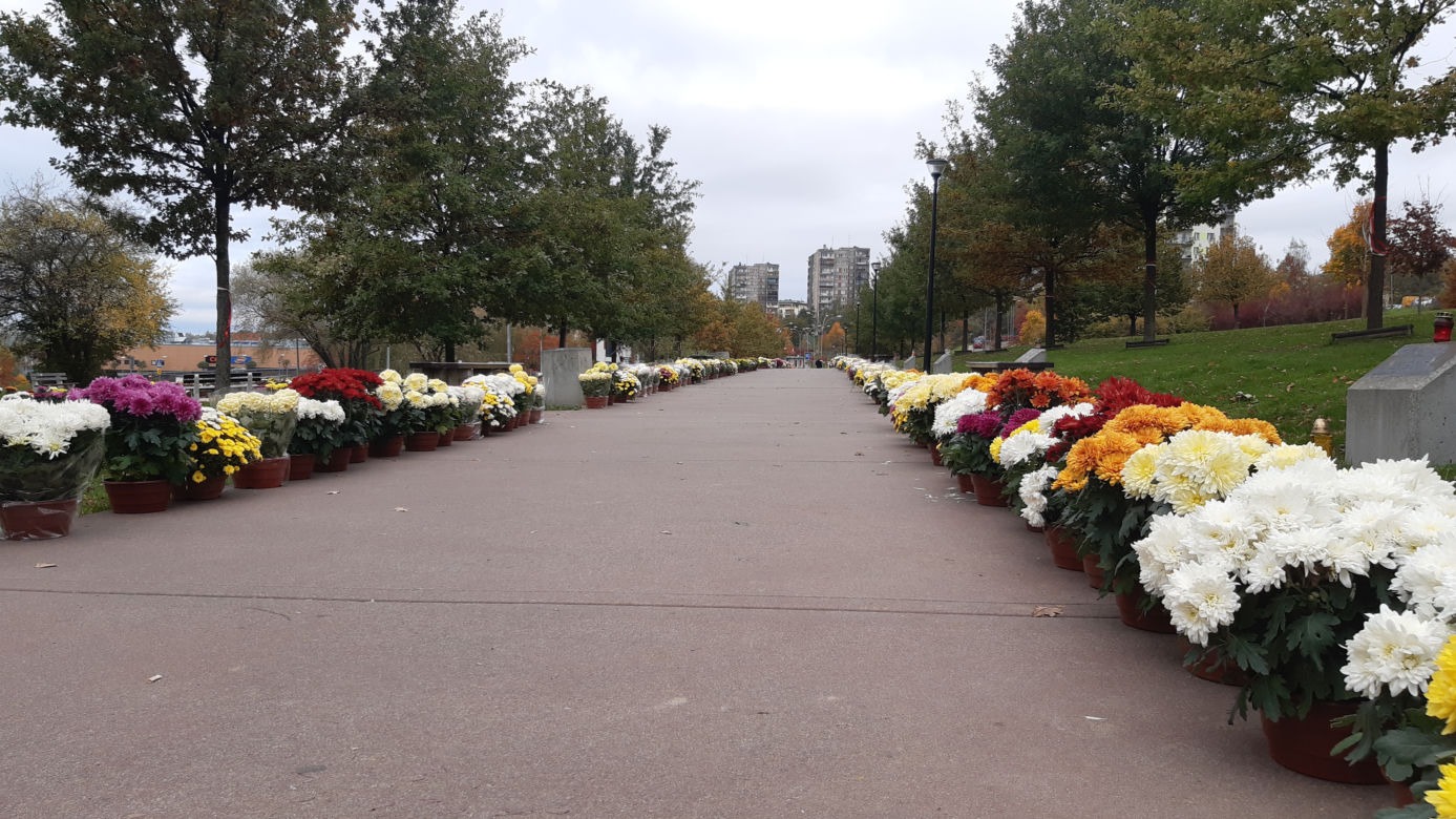 Dwa tysiące chryzantem ozdobiło park w Tarnowie