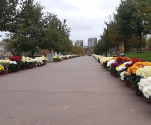 Dwa tysiące chryzantem ozdobiło park w Tarnowie