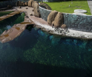 Afrykarium we Wrocławiu: pingwiny afrykańskie na wybiegu  