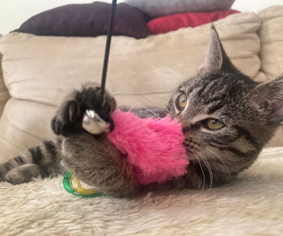 3.5 miesięczna kotka Opi do adopcji