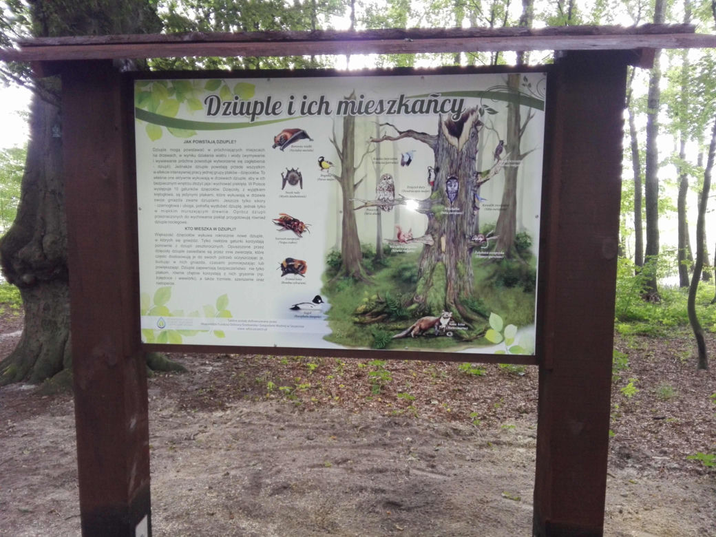 Ścieżka edukacyjna nad jez. Głębokim