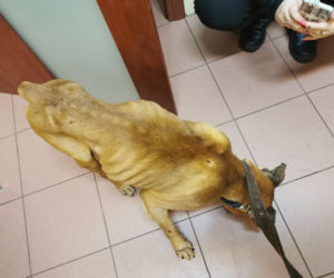 Łódź. Nie dawali mu wody, żeby nie oddawał moczu! Zagrożony śmiercią pies odebrany OKRUTNYM WŁAŚCICIELOM [DRASTYCZNE ZDJĘCIA]