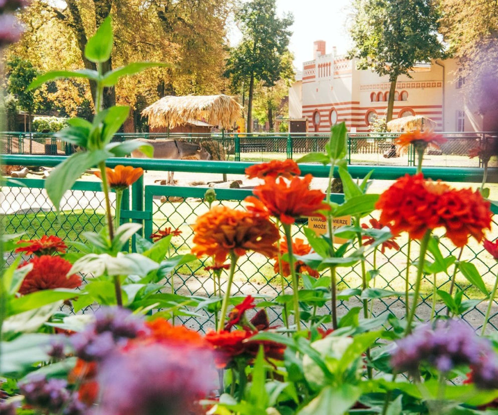 Z starym Zoo na najmłodszych poznaniaków czekać będzie wiele atrakcji