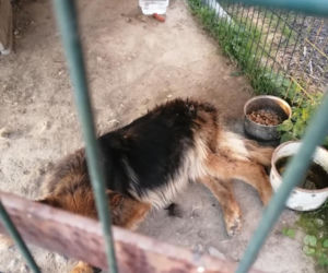 Śląskie: Co za horror! Pies był żywcem zjadany przez robaki! Nic nie dało się już zrobić [ZDJĘCIA]