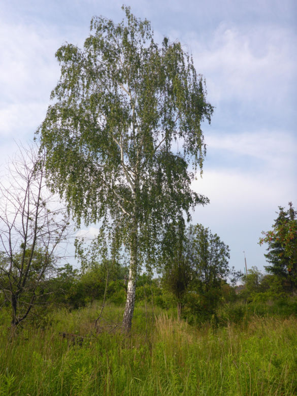 Społecznicy walczą o nowy park w Poznaniu