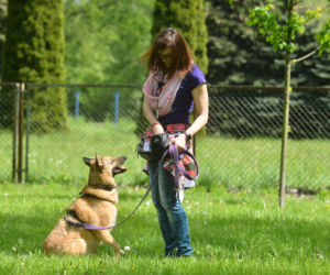 Awantura na Paluchu! Wolontariusze spierają się z dyrektorem