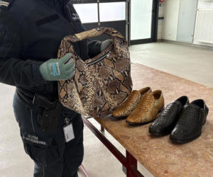 Torebka z pytona i buty z krokodyla. Udaremniony przemyt na granicy