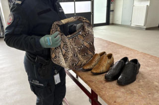 Torebka z pytona i buty z krokodyla. Udaremniony przemyt na granicy