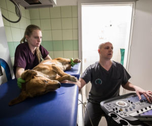Badanie serca w lecznicy Ada w Przemyślu