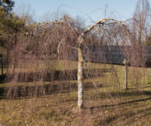 Brzoza brodawkowata ‘Youngii’