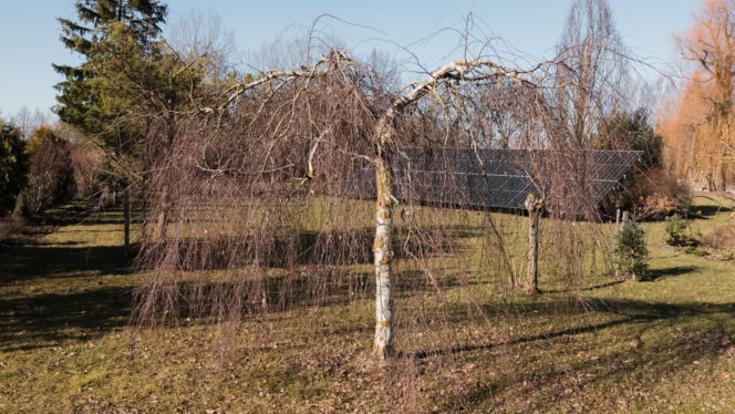 Brzoza brodawkowata ‘Youngii’