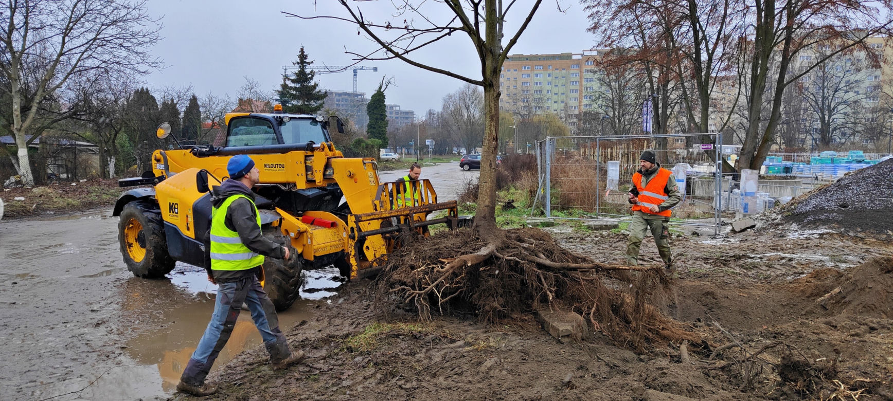 Nasadzenia przy ulicy Bożeny w Szczecinie