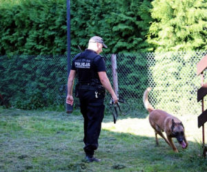 Szkolenie psów policyjnych w Bielsku Podlaskim. Zobacz, jak przebiega