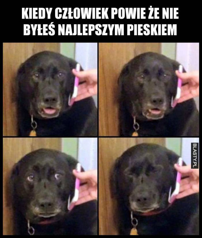 Dzień Psa 2026. Te memy pisało samo życie!