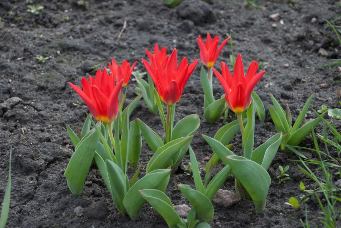 Tulipany Kaufmanna