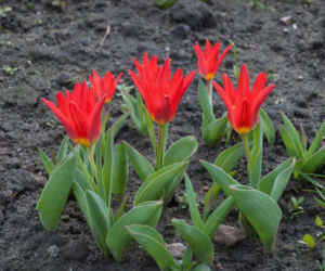 Tulipany Kaufmanna