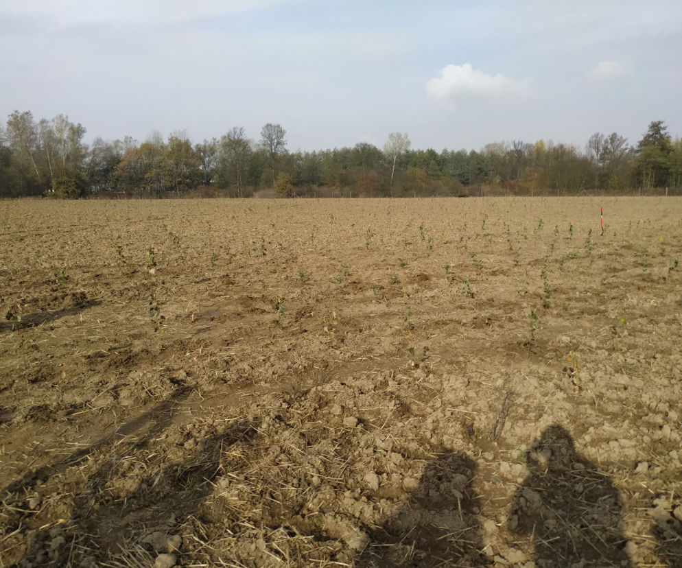Na obrzeżach Krakowa powstało centrum wszechświata ku chwale noblistki