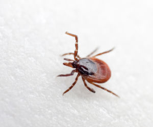 Afrykańskie kleszcze docierają do Polski