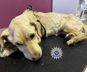 Szokująca interwencja w Chełmie