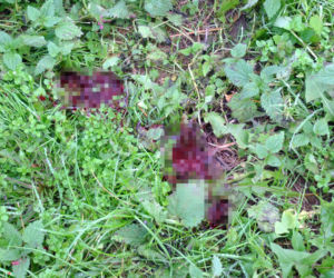 Kluczkowice: 16-latek zastrzelony w sadzie. Tragedia na Lubelszczyźnie