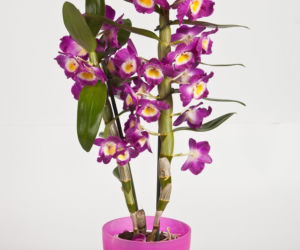Dendrobium typu nobile