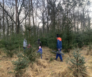 Choinkobranie w Lasach Państwowych. Tu pachnące choinki kupisz za grosze