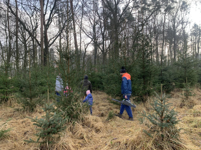 Choinkobranie w Lasach Państwowych. Tu pachnące choinki kupisz za grosze