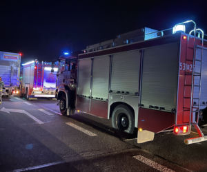 Potężny łoś spowodował karambol pod Warszawą. Zwierzę padło