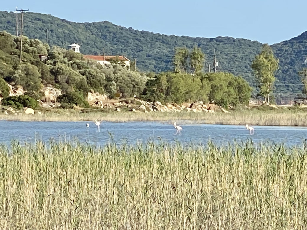 Wyspa Samos - atrakcje. Flaminigi niedaleko plaży Psili 