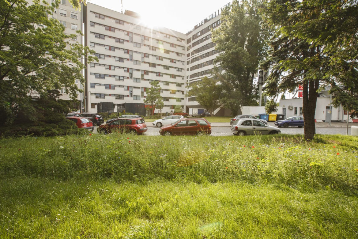 We Wrocławiu rosną łąki w centrum miasta