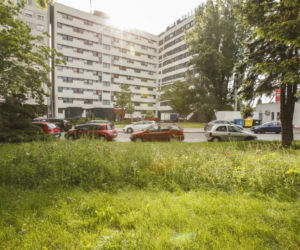We Wrocławiu rosną łąki w centrum miasta