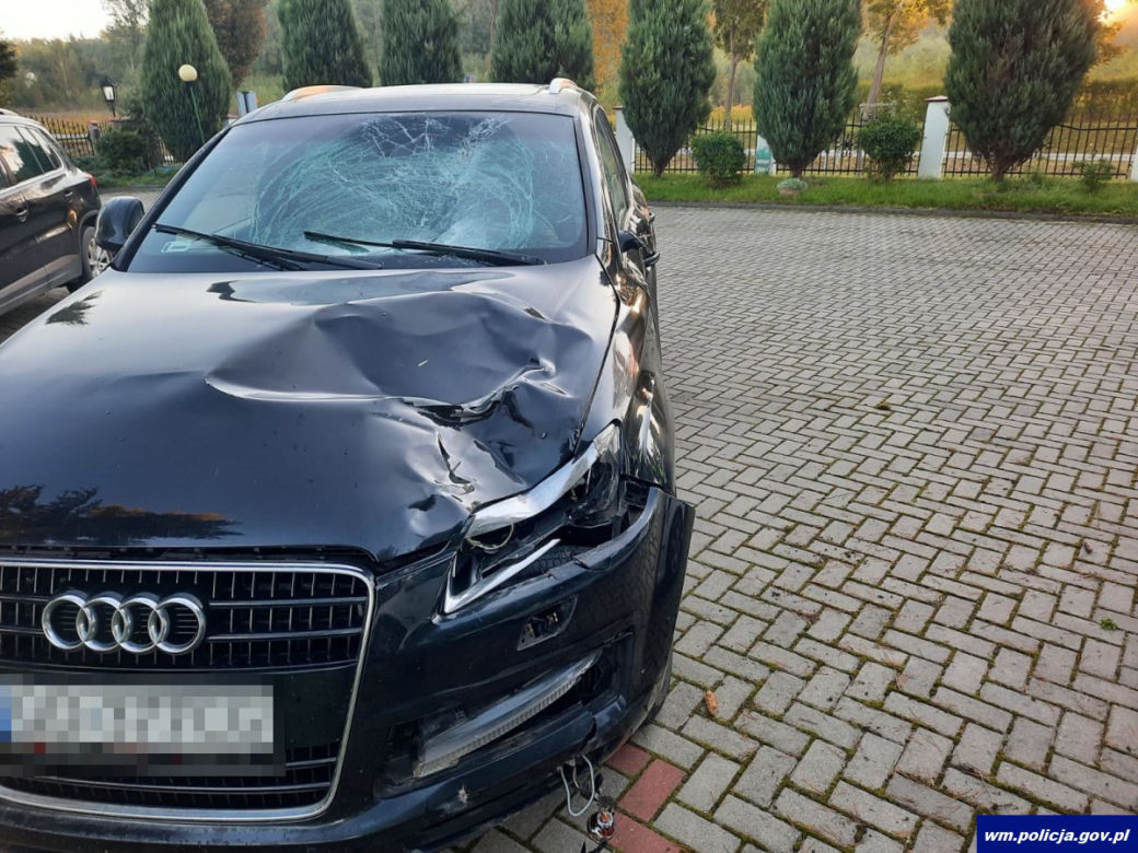 Wypadek na DK 51. Osobówka zderzyła się z łosiem. Zwierzę nie przeżyło [ZDJĘCIA]