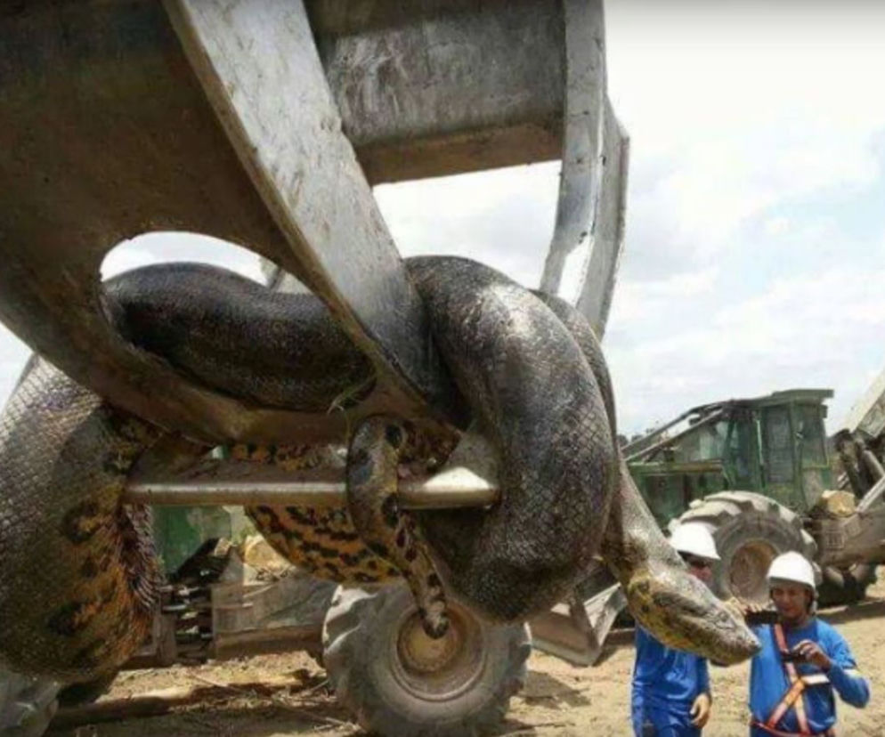 wąż 400 kg